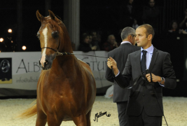 مربط “المحمدية” يكتسح بطولة الران الدولية لجمال الخيل العربية