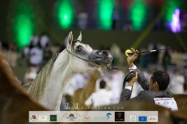 النسخة الثانية عشر لبطولة مكة المكرمة تنطلق مساء غدٍ بمشاركة 263 خيلاً – برنامج البطولة