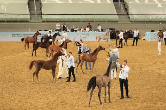 منافسات قوية في ثاني أيام بطولة قطر المحلية لجمال الخيل العربية الأصيلة