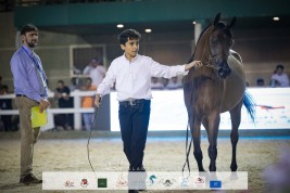 صور مقتطفة لليوم الأول من بطولة مكة المكرمة  2021 لجمال الخيول العربي