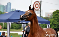 المرابط السعودية ونتائج متميزة في بطولة ستروهن لجمال الخيل العربية الأصيلة