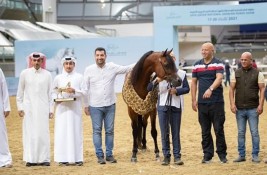ذهبية وفضيتان لخيول الشقب في ختام بطولة قطر المحلية “24”
