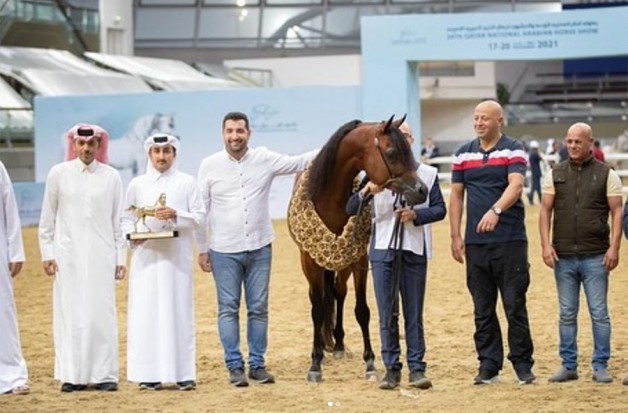 ذهبية وفضيتان لخيول الشقب في ختام بطولة قطر المحلية “24”