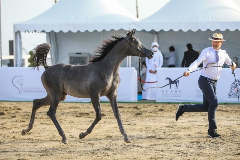 النتائج النهائية لمهرجان الشارقة كلباء الثالث للجواد العربي ٢٠٢١