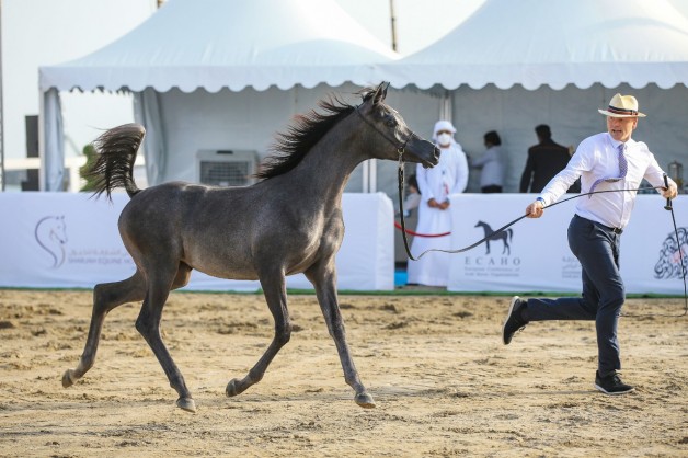 النتائج النهائية لمهرجان الشارقة كلباء الثالث للجواد العربي ٢٠٢١
