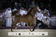 صور مقتطفة لليوم الختامي من بطولة مكة المكرمة  2021 لجمال الخيول العربية