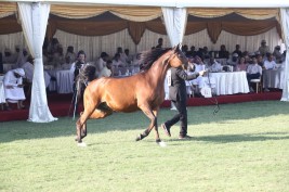 مزاد عجمان 2021 ينجح بتحقيق أكثر من 8 ميلون درهم و”ع ج رهيدا ” الأعلى سعراً