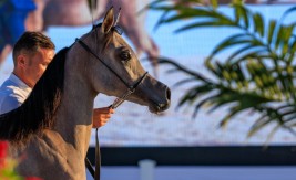 انطلاق بطولة العيد الوطني لجمال الخيل العربية الأصيلة ٢٠٢١ في البحرين