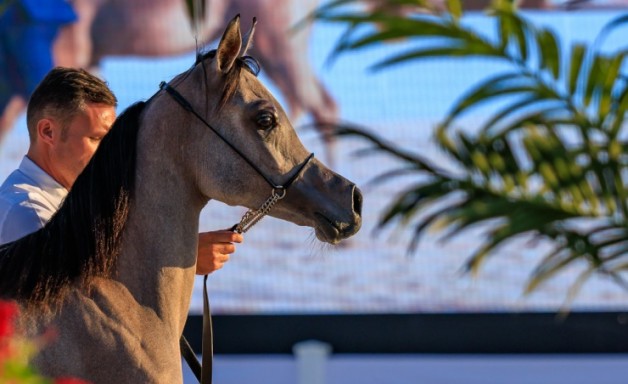 انطلاق بطولة العيد الوطني لجمال الخيل العربية الأصيلة ٢٠٢١ في البحرين