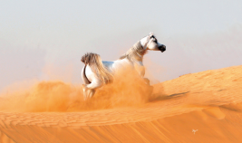 «إف تي شيلة» تتوج بذهبية الأفراس في إيطاليا