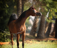 الصفات العضوية الرئيسة للخيول العربية الأصيلة