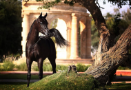 ألفاظ أطلقها العرب على الحصان