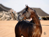 مظاهر اعتزاز العربي بالخيل