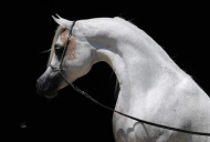 أنساب الخيول العربية الأصيلة وسلالاتها