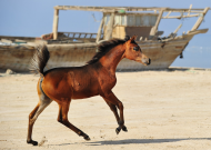 الحصان العربي الأصيل والإنتشار العالمي..