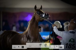 نتائج اليوم الثاني لبطولة مركز الملك عبدالعزيز الدولية الخامسة لجمال الخيل العربية