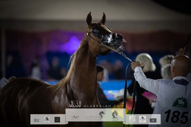 نتائج اليوم الثاني لبطولة مركز الملك عبدالعزيز الدولية الخامسة لجمال الخيل العربية