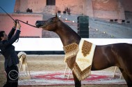 النتائج النهائية لبطولة الفجيرة ٢٠٢١ لجمال الخيل العربية … وصور