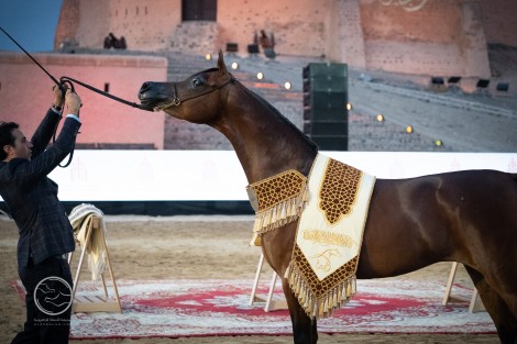 النتائج النهائية لبطولة الفجيرة ٢٠٢١ لجمال الخيل العربية … وصور