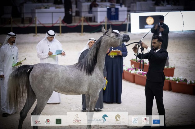 نتائج اليوم الأول لبطولة العرب 2021 للخيول العربية الأصيلة
