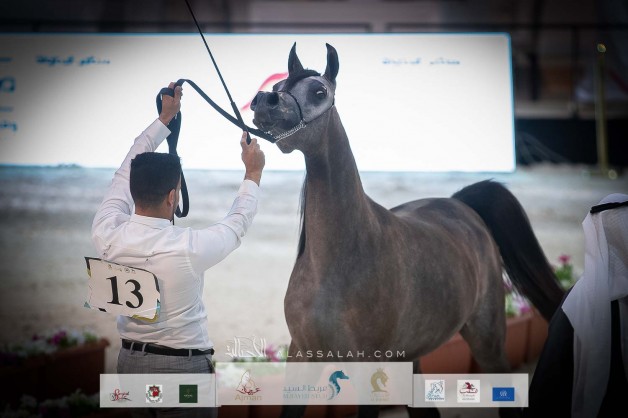 صور مقتطفة من اليوم الأول لبطولة العرب لجمال الخيل العربية الأصيلة ٢٠٢١