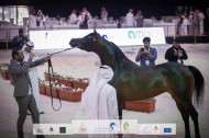 صور مقتطفة من اليوم الثاني لبطولة العرب لجمال الخيل العربية الأصيلة ٢٠٢١