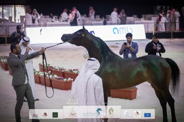 صور مقتطفة من اليوم الثاني لبطولة العرب لجمال الخيل العربية الأصيلة ٢٠٢١