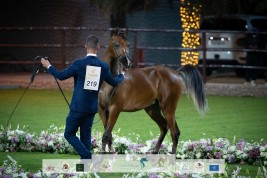 نتائج اليوم الثاني بالصور لبطولة عجمان 2022 لجمال الخيل العربية