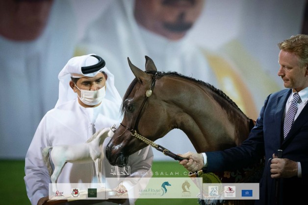 ذهبية وبرونزية للأريام في بطولة عجمان لجمال الخيل العربية 2022