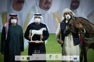 النتائج النهائية بالصور لبطولة عجمان لجمال الخيل العربية 2022