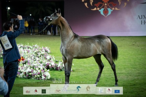 صور مقتطفة من اليوم الختامي لبطولة عجمان ٢٠٢٢ لجمال الخيل العربي