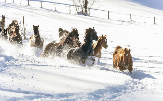 العناية المتكاملة بالخيل في فصل الشتاء