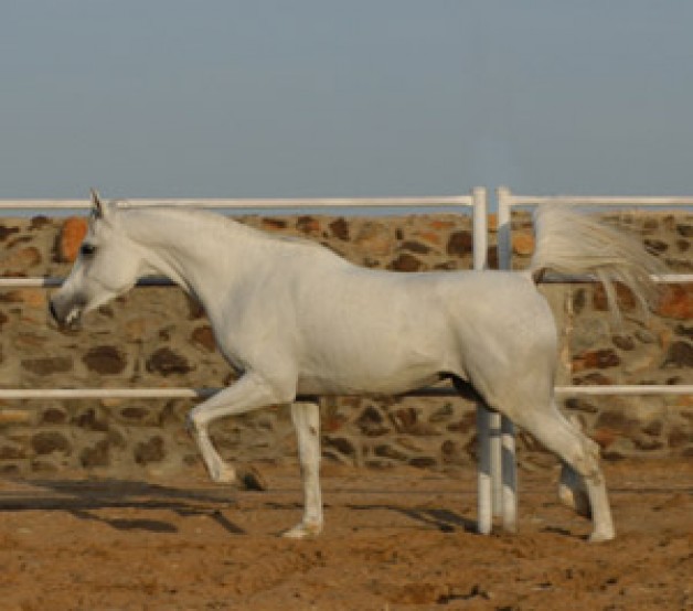 مقدام الريان