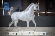 صور مقتطفة من اليوم الثالث من بطولة عبية ٢٠٢٢ لجمال الخيل العربية