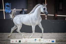 صور مقتطفة من اليوم الثالث من بطولة عبية ٢٠٢٢ لجمال الخيل العربية