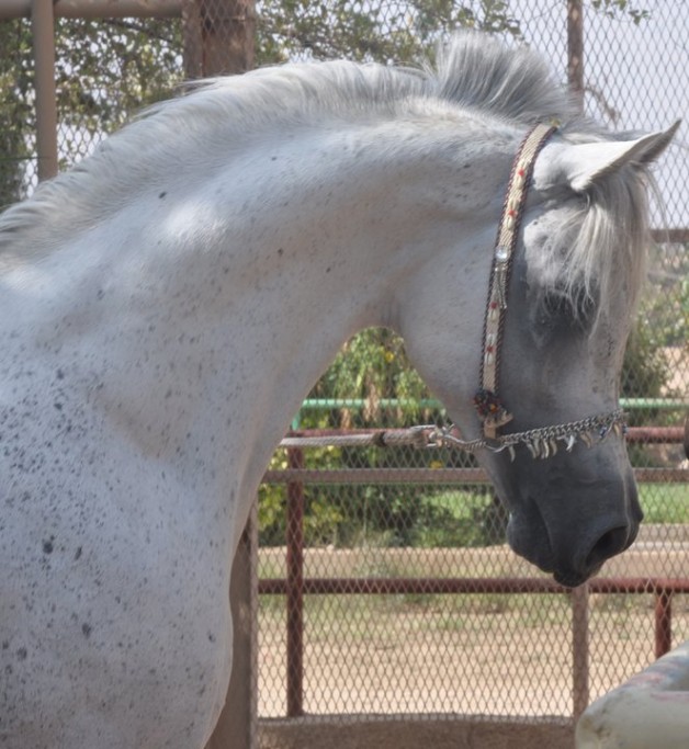 صقر الجنادريه