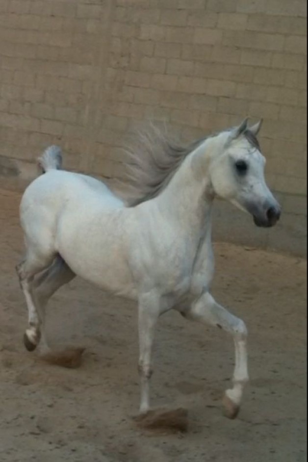 رايد الناصر