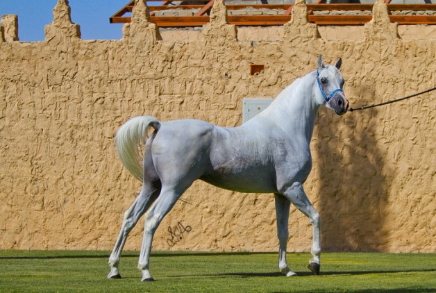 اشهل الوادي