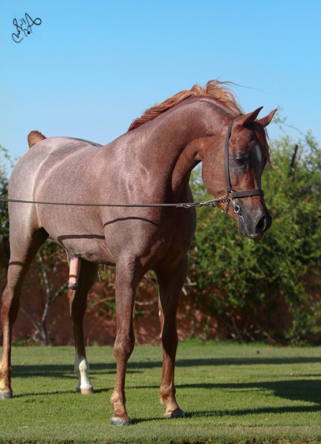 دينار الريان