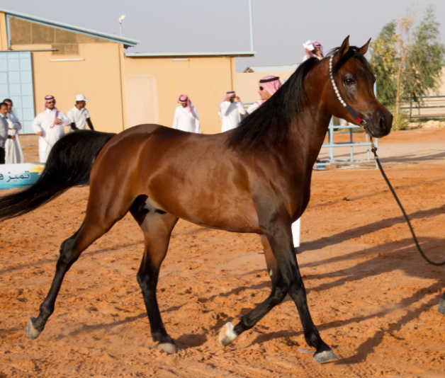 براق الخالديه