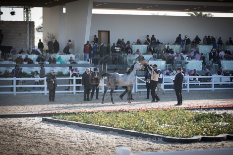 النتائج النهائية لبطولة الكويت لجمال الخيل العربية الأصيلة 2022