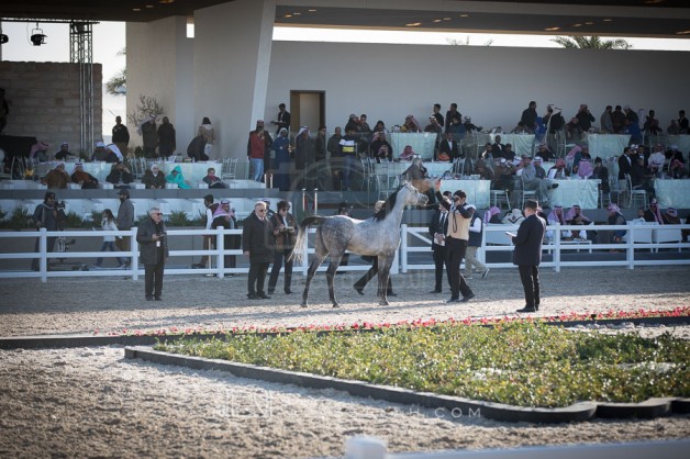 النتائج النهائية لبطولة الكويت لجمال الخيل العربية الأصيلة 2022