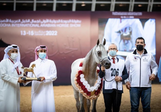 6 ألقاب للشقب في “دولية الدوحة الأولى 2022” لجمال الخيل العربية الأصيلة