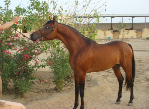 أسعد رزق الله