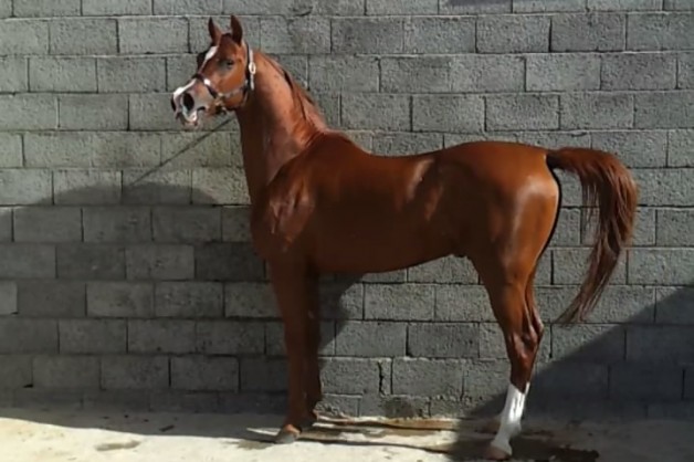 جلمود الخامس