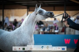 النتائج النهائية بالصور لبطولة “عبيه  2022” ضمن المهرجان السعودي للجواد العربي