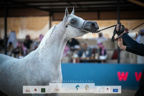 النتائج النهائية بالصور لبطولة “عبيه 2022” ضمن المهرجان السعودي للجواد العربي