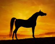 “خيول القلب” في فرنسا تركض لأجل الأطفال المرضى