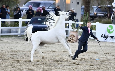 النتائج النهائية لبطولة الكويت لجمال الخيل العربية ٢٠٢٢ – السلالة المصرية للإنتاج المحلي
