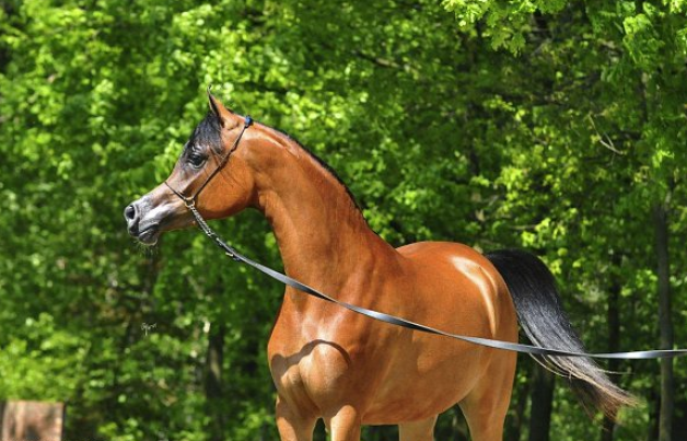 مربط «سدير» يعايد الفروسية السعودية بالذهب